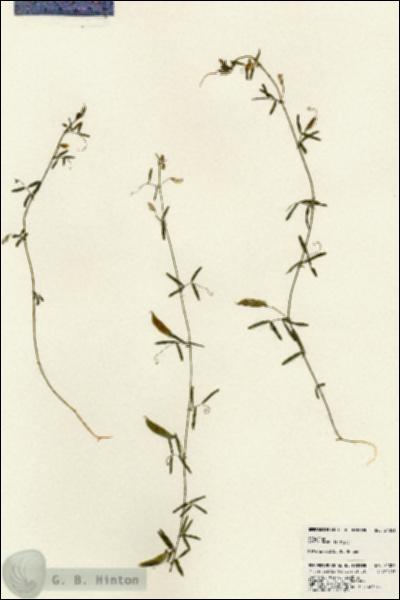 URN_catalog_HBHinton_herbarium_24021.jpg.jpg