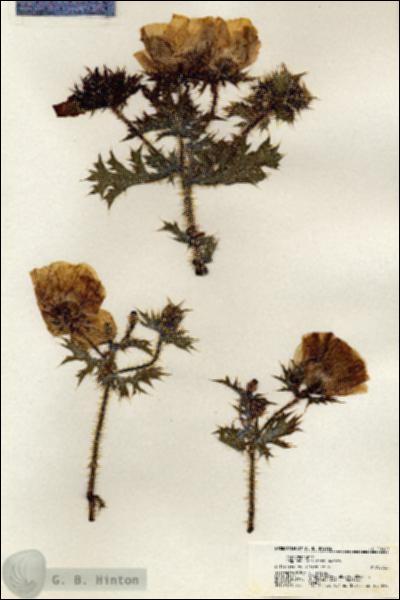 URN_catalog_HBHinton_herbarium_20969.jpg.jpg