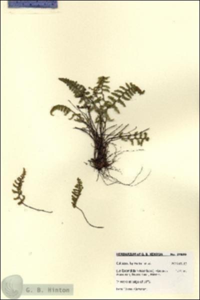 URN_catalog_HBHinton_herbarium_27859.jpg.jpg