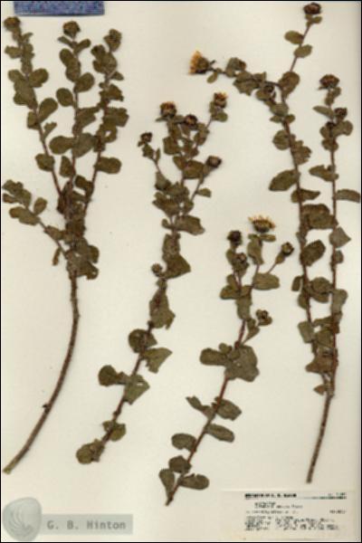 URN_catalog_HBHinton_herbarium_21252.jpg.jpg