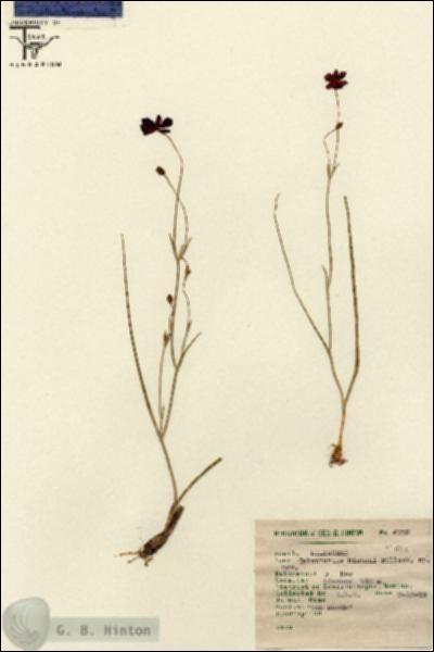 URN_catalog_HBHinton_herbarium_4739.jpg.jpg
