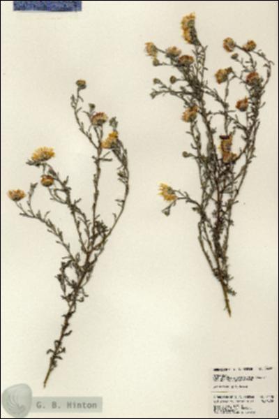 URN_catalog_HBHinton_herbarium_24428.jpg.jpg