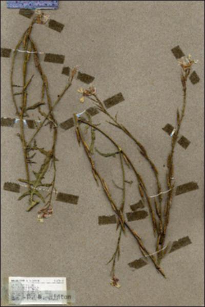 URN_catalog_HBHinton_herbarium_19500.jpg.jpg