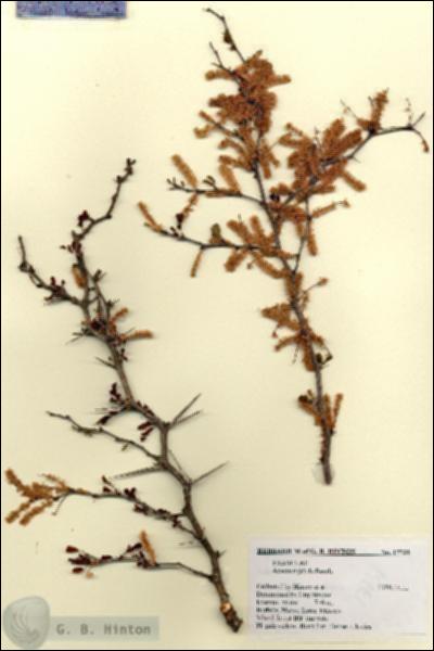 URN_catalog_HBHinton_herbarium_17731.jpg.jpg