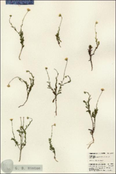 URN_catalog_HBHinton_herbarium_23330.jpg.jpg