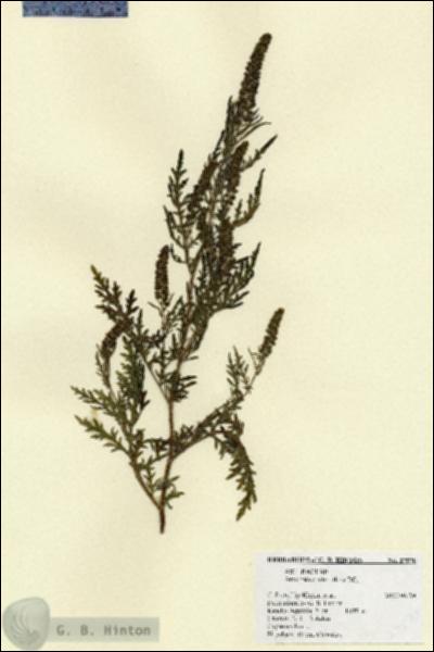 URN_catalog_HBHinton_herbarium_27570.jpg.jpg