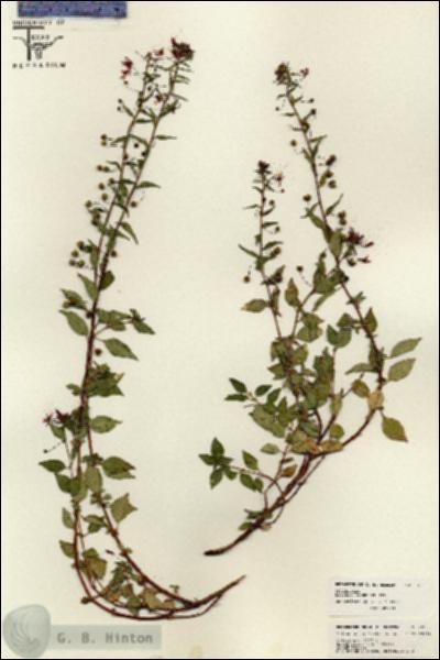 URN_catalog_HBHinton_herbarium_26125.jpg.jpg