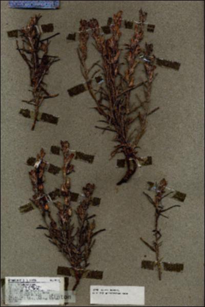 URN_catalog_HBHinton_herbarium_18530.jpg.jpg