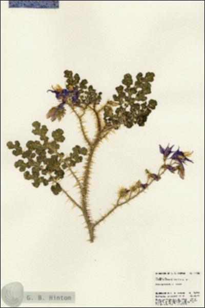 URN_catalog_HBHinton_herbarium_24733.jpg.jpg
