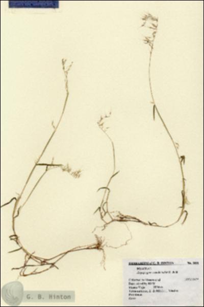 URN_catalog_HBHinton_herbarium_1891.jpg.jpg
