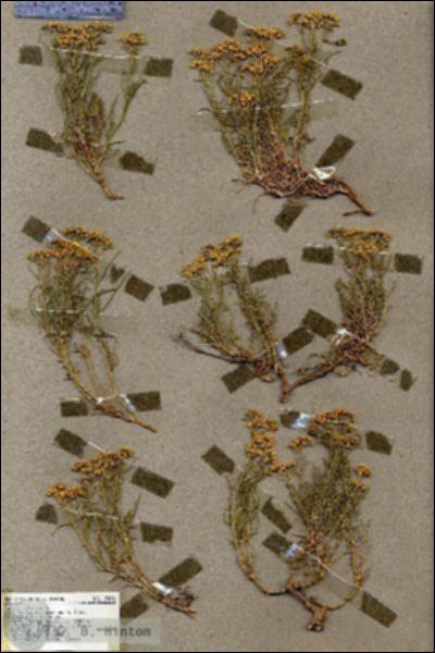 URN_catalog_HBHinton_herbarium_19446.jpg.jpg