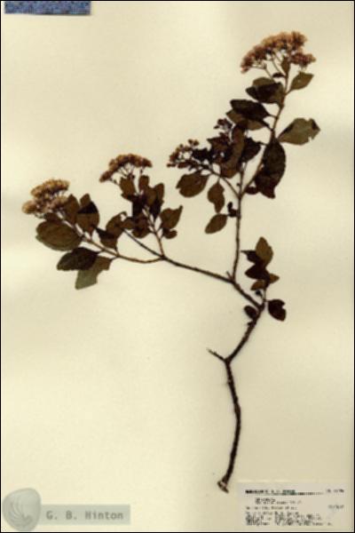 URN_catalog_HBHinton_herbarium_22494.jpg.jpg