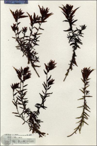 URN_catalog_HBHinton_herbarium_21015.jpg.jpg