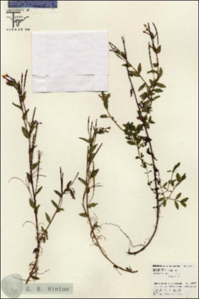 URN_catalog_HBHinton_herbarium_26187.jpg.jpg
