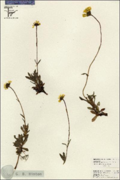 URN_catalog_HBHinton_herbarium_26582.jpg.jpg
