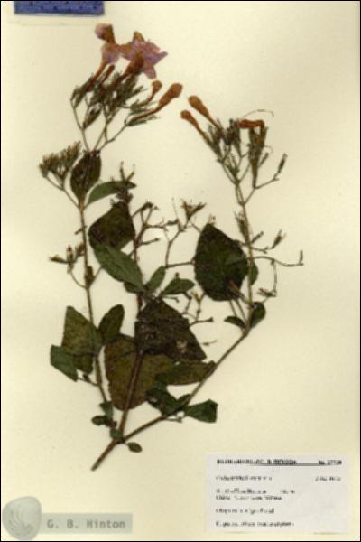 URN_catalog_HBHinton_herbarium_27738.jpg.jpg