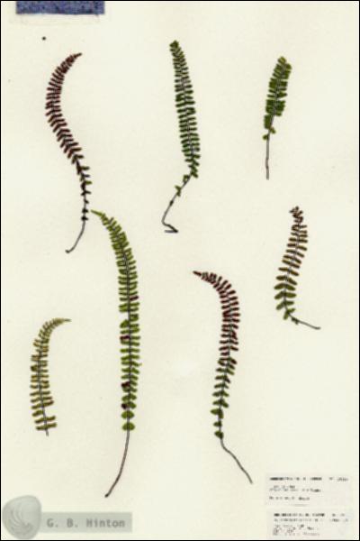 URN_catalog_HBHinton_herbarium_25080.jpg.jpg