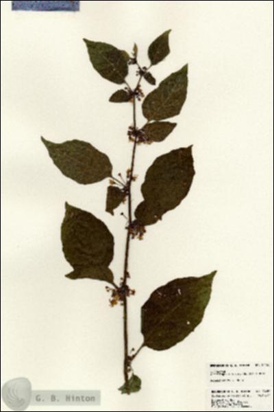 URN_catalog_HBHinton_herbarium_24450.jpg.jpg