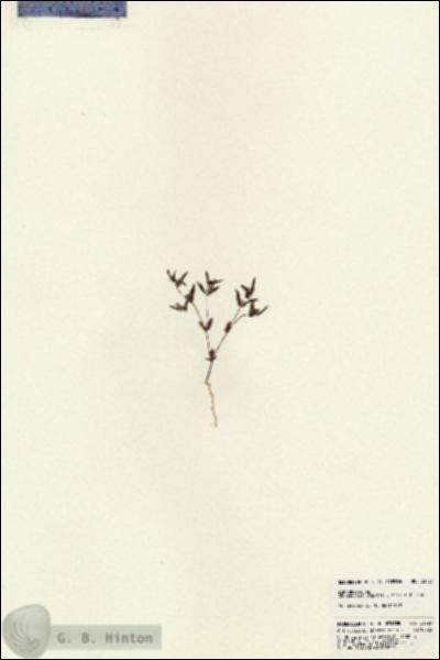 URN_catalog_HBHinton_herbarium_23723.jpg.jpg