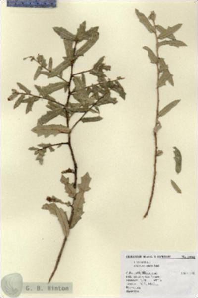 URN_catalog_HBHinton_herbarium_20041.jpg.jpg