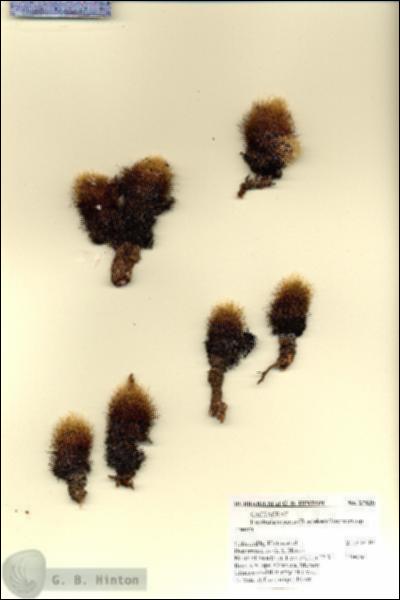 URN_catalog_HBHinton_herbarium_27830.jpg.jpg
