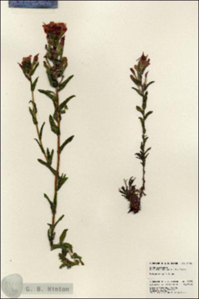 URN_catalog_HBHinton_herbarium_24239.jpg.jpg