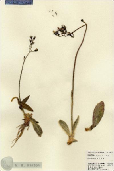 URN_catalog_HBHinton_herbarium_22615.jpg.jpg