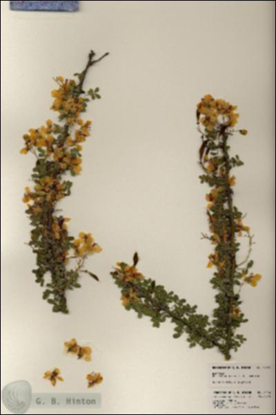 URN_catalog_HBHinton_herbarium_24176.jpg.jpg