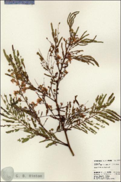 URN_catalog_HBHinton_herbarium_24562.jpg.jpg