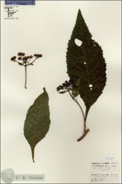 URN_catalog_HBHinton_herbarium_26294.jpg.jpg