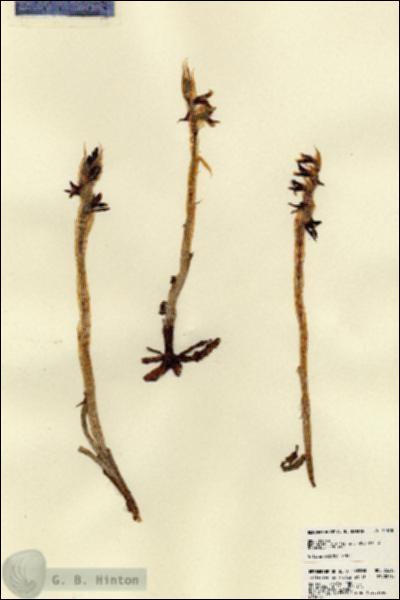 URN_catalog_HBHinton_herbarium_22618.jpg.jpg
