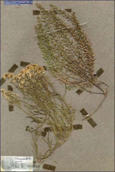 URN_catalog_HBHinton_herbarium_19490.jpg.jpg