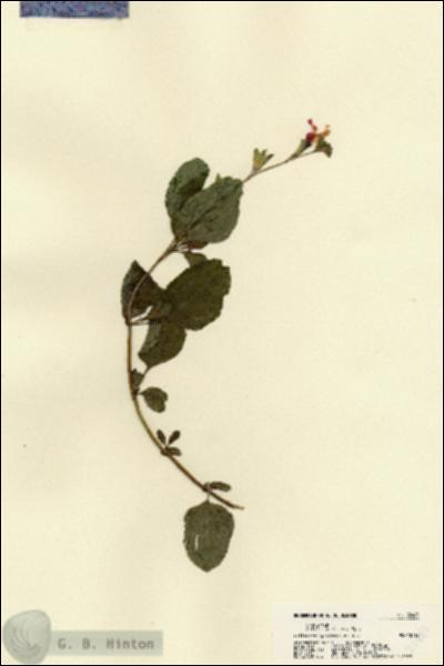 URN_catalog_HBHinton_herbarium_22481.jpg.jpg