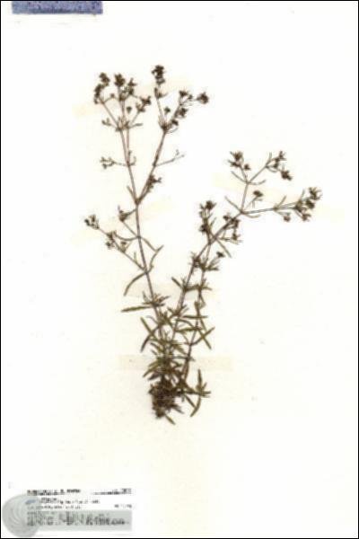 URN_catalog_HBHinton_herbarium_20007.jpg.jpg