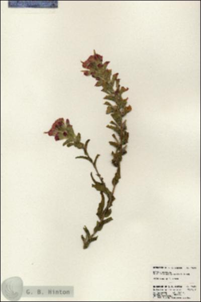 URN_catalog_HBHinton_herbarium_23621.jpg.jpg