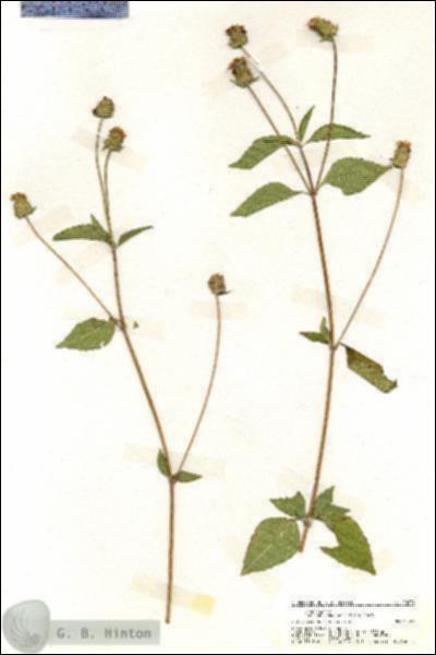URN_catalog_HBHinton_herbarium_20034.jpg.jpg