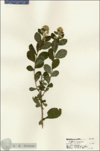 URN_catalog_HBHinton_herbarium_22547.jpg.jpg