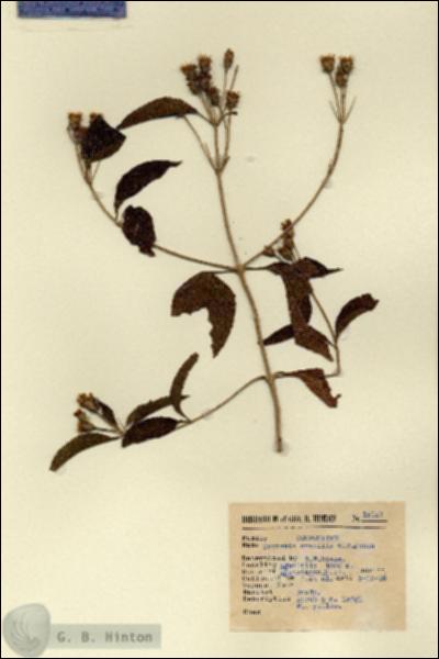 URN_catalog_HBHinton_herbarium_15157.jpg.jpg