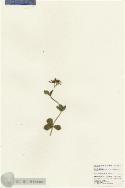 URN_catalog_HBHinton_herbarium_25147.jpg.jpg