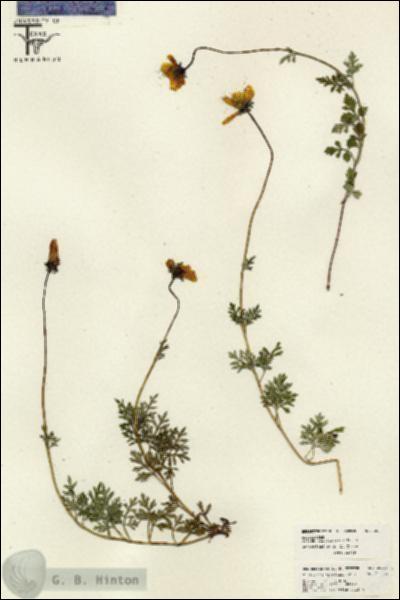 URN_catalog_HBHinton_herbarium_26083.jpg.jpg