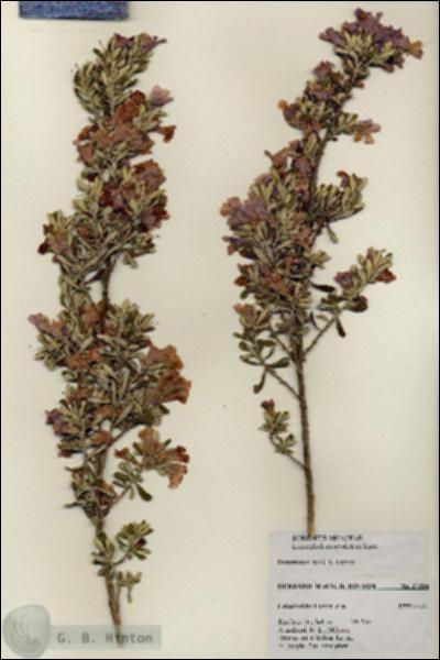 URN_catalog_HBHinton_herbarium_27384.jpg.jpg