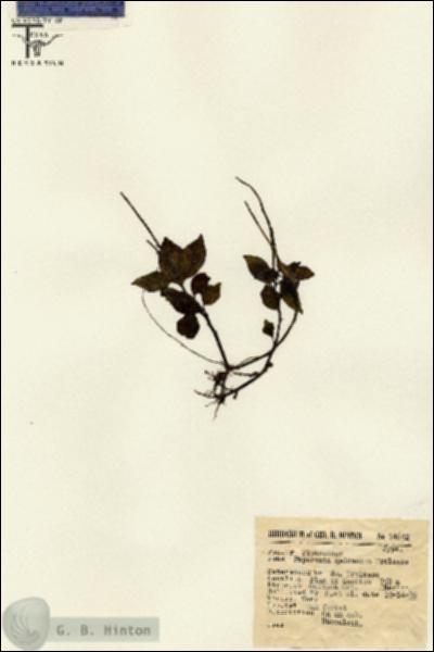 URN_catalog_HBHinton_herbarium_14642.jpg.jpg