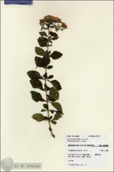 URN_catalog_HBHinton_herbarium_28200.jpg.jpg