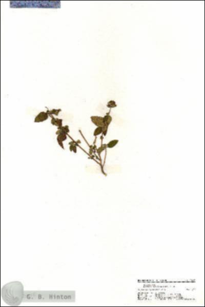 URN_catalog_HBHinton_herbarium_20010.jpg.jpg