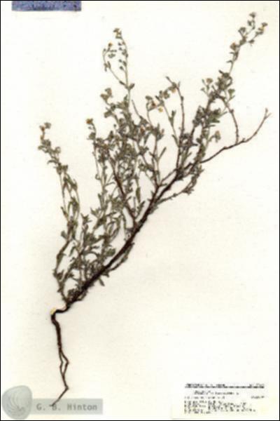 URN_catalog_HBHinton_herbarium_20461.jpg.jpg