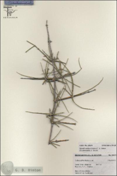 URN_catalog_HBHinton_herbarium_25654.jpg.jpg