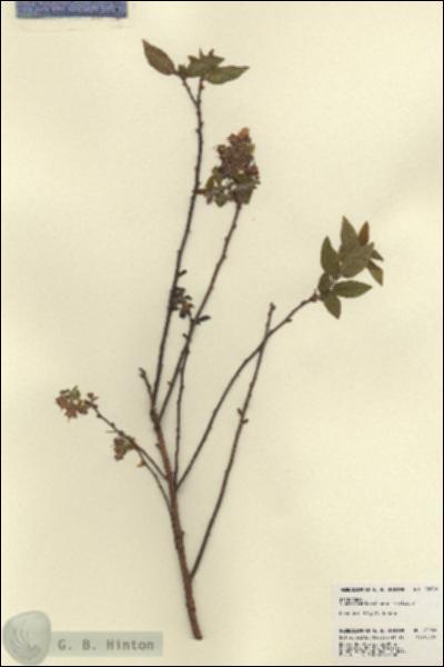 URN_catalog_HBHinton_herbarium_22680.jpg.jpg