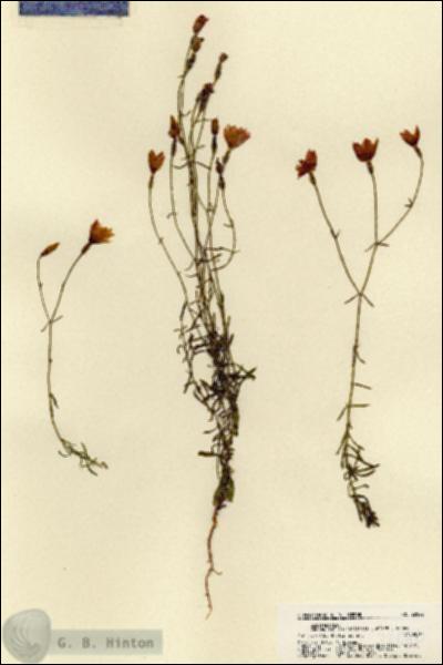 URN_catalog_HBHinton_herbarium_22042.jpg.jpg