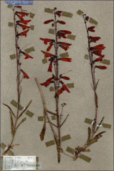 URN_catalog_HBHinton_herbarium_17104.jpg.jpg
