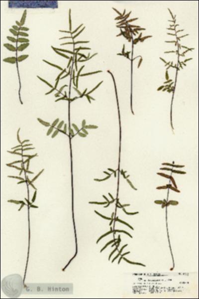 URN_catalog_HBHinton_herbarium_21306.jpg.jpg